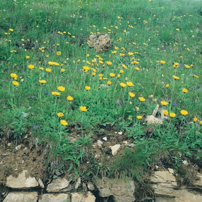 Hieracium pilosella