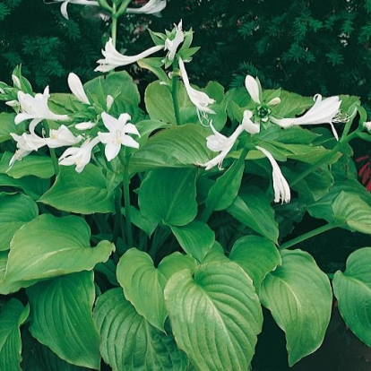 Hosta plantaginea var. grandiflora