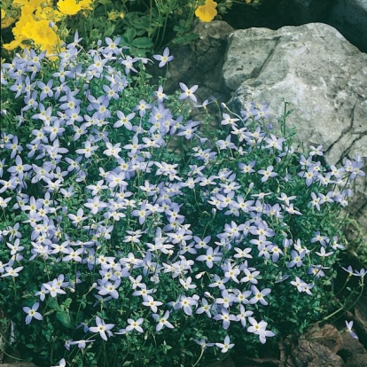 Houstonia caerulea