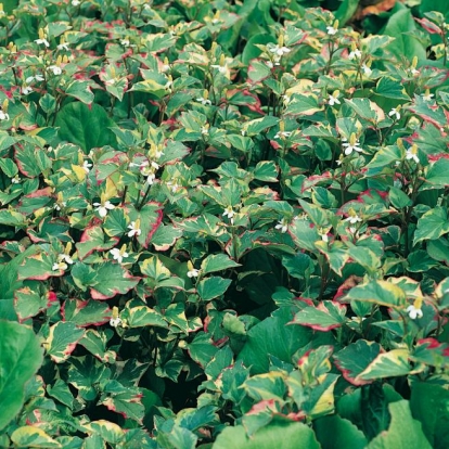 Houttuynia cordata 'Chameleon'