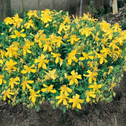 Hypericum olympicum