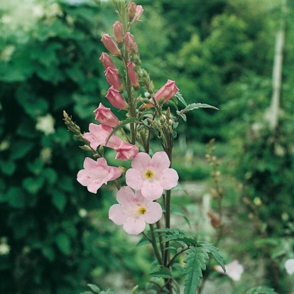 Incarvillea arguta