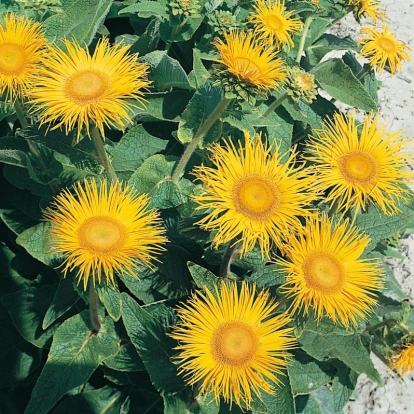 Inula royleana