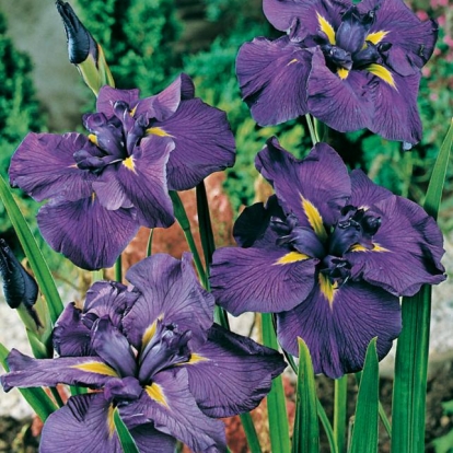 Iris ensata 'Geisha Hiskiki'