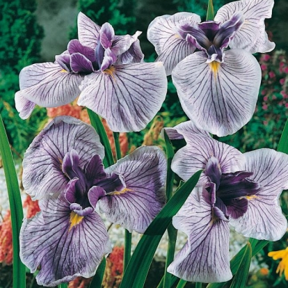 Iris ensata 'Royal Pageant'