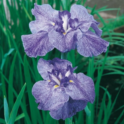 Iris ensata 'Sea of Amethyst'