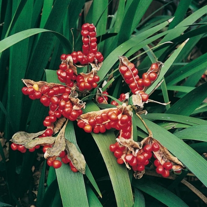 Iris foetidissima dettaglio frutti