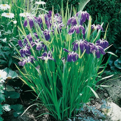 Iris ensata