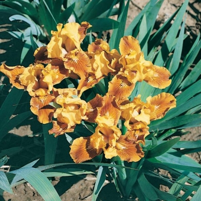 Iris Barbata-nana 'Rabbits Foot'