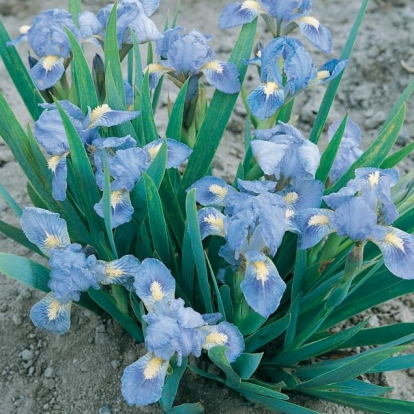 Iris Barbata-nana 'Tinkerbell'