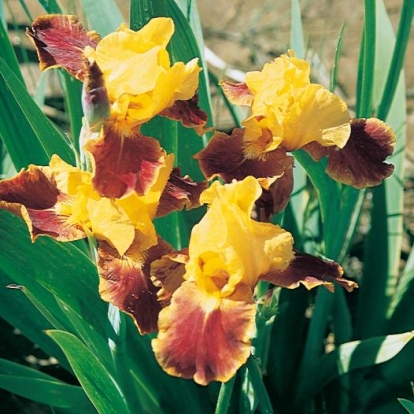 Iris Barbata-media 'Firebug'