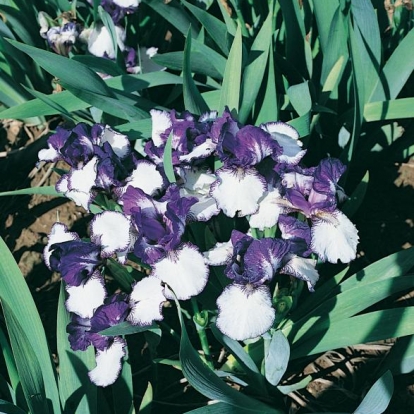 Iris Barbata-media 'Rare Edition'