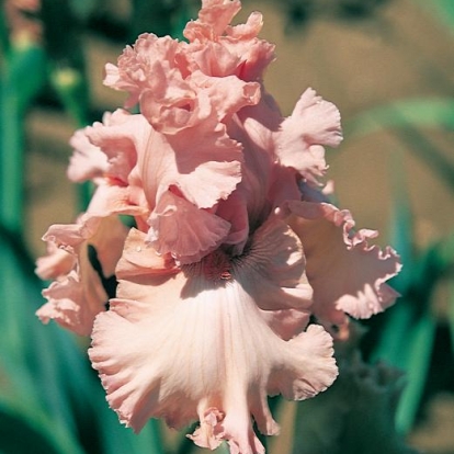 Iris Barbata-elatior 'Bubble Up'