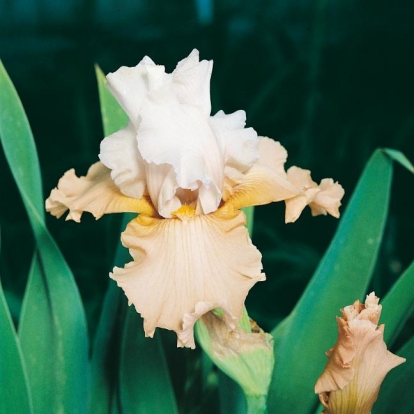 Iris Barbata-elatior 'Champagne Elegance'