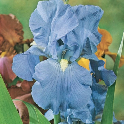 Iris Barbata-elatior 'Cristal Blue'