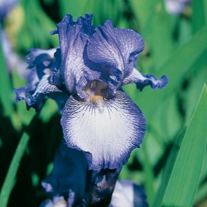 Iris Barbata-elatior 'Earl of Essex'