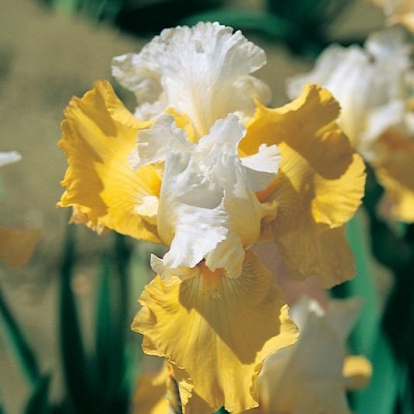 Iris Barbata-elatior 'Echo de France'