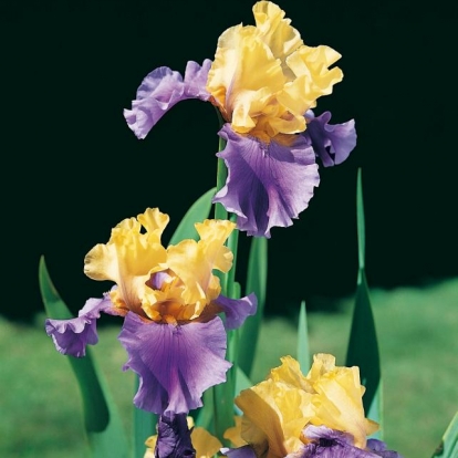 Iris Barbata-elatior 'Edith Wolford'