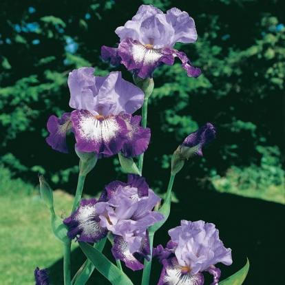 Iris Barbata-elatior 'Everything Plus'