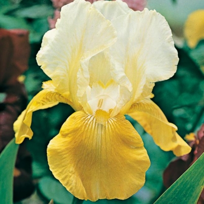 Iris Barbata-elatior 'Pinnacle'