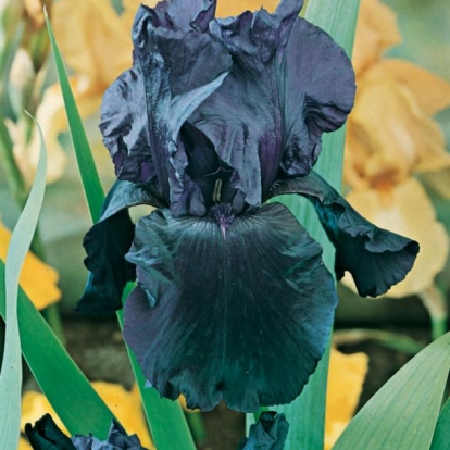 Iris Barbata-elatior 'Tuxedo'