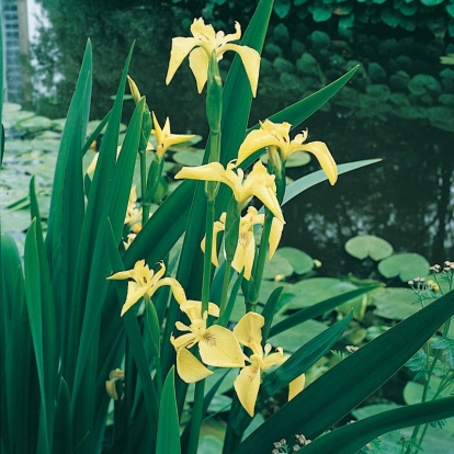 Iris pseudacorus var. bastardii