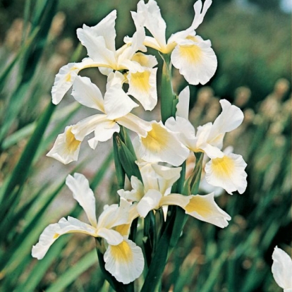 Iris spuria 'Lady Jane'