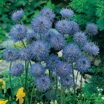 Jasione laevis