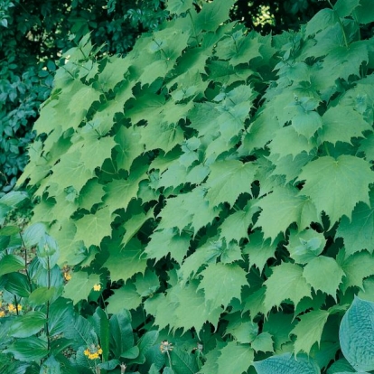 Kirengeshoma koreana