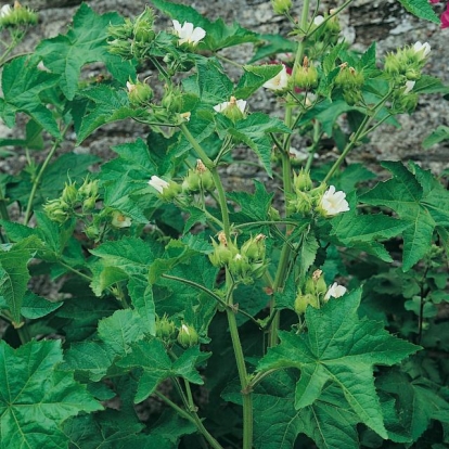 Kitaibelia vitifolia