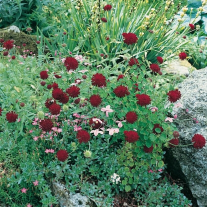 Knautia macedonica