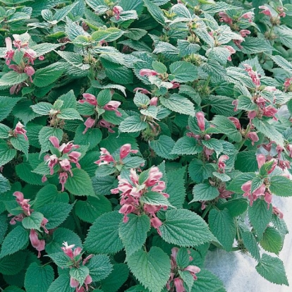 Lamium orvala