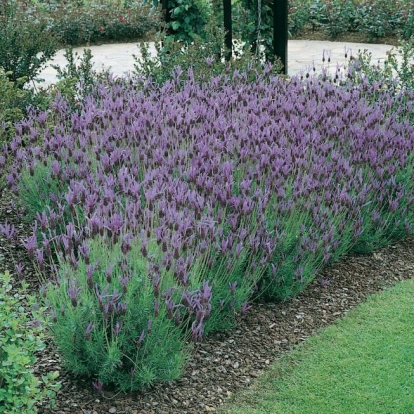 Lavandula stoechas ssp. pedunculata