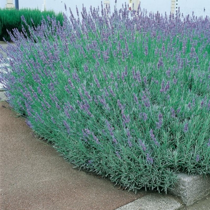 Lavandula x intermedia 'Dutch' ('Dutch Lavander')