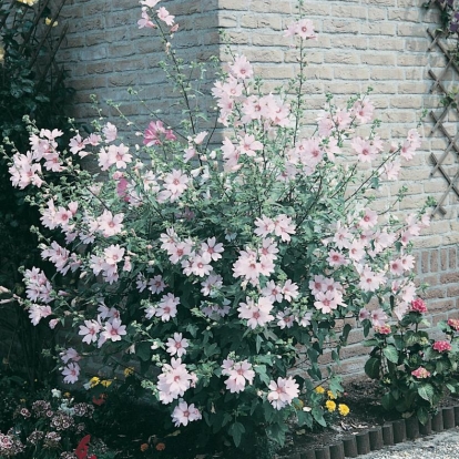 Lavatera Ibrido 'Barnsley'