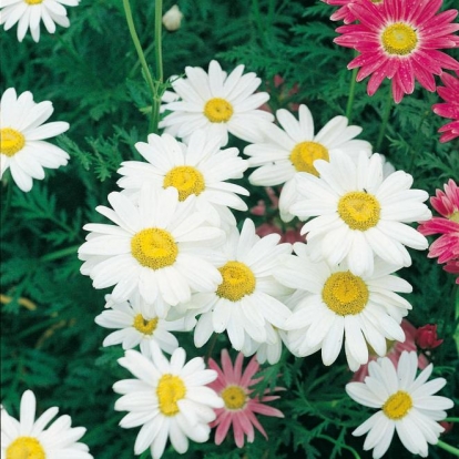 Leucanthemum superbum 'Silberprinzesschen' ('Petite Princesse d'Argent')