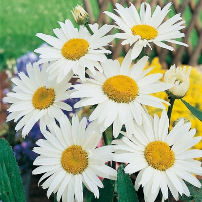 Leucanthemum superbum 'Stern von Antwerpen' ('Etoile d'Anvers')