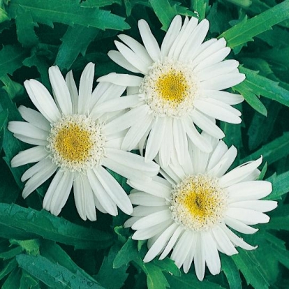 Leucanthemum superbum 'Wirral Supreme'