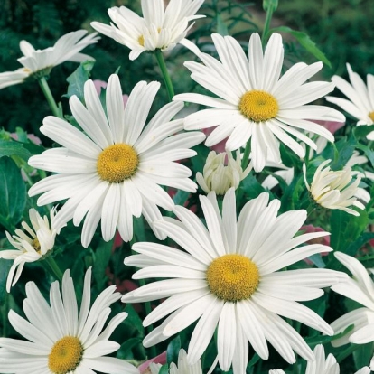 Leucanthemum superbum 'Alaska'