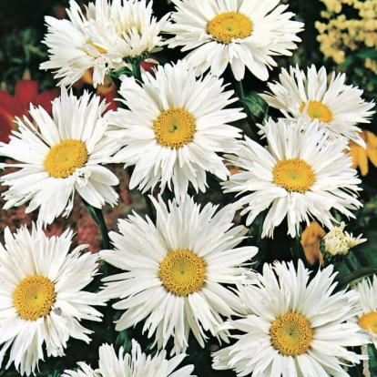 Leucanthemum superbum 'Priesterkragen'