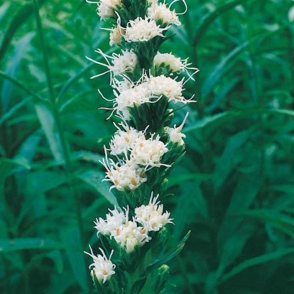 Liatris scariosa 'Alba'