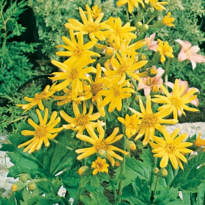 Ligularia x palmatiloba