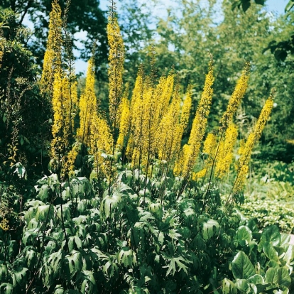 Ligularia przewalskii