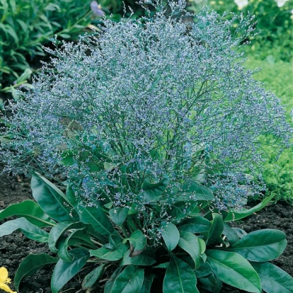 Limonium latifolium