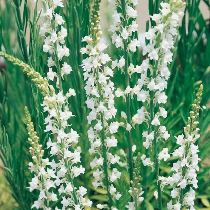 Linaria purpurea 'Album'