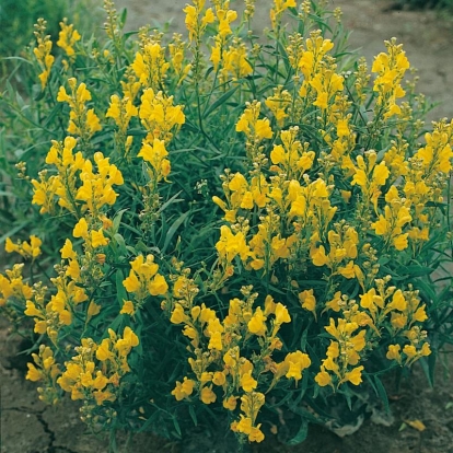 Linaria dalmatica