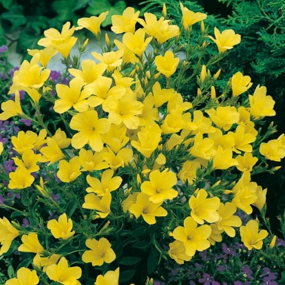 Linum flavum 'Compactum'