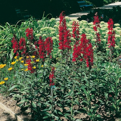 Lobelia cardinalis