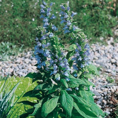 Lobelia siphilitica