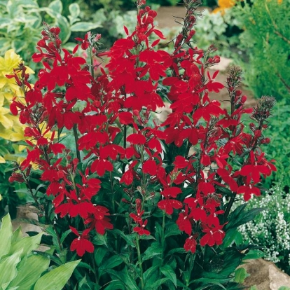 Lobelia x speciosa 'Compliment Scarlet'